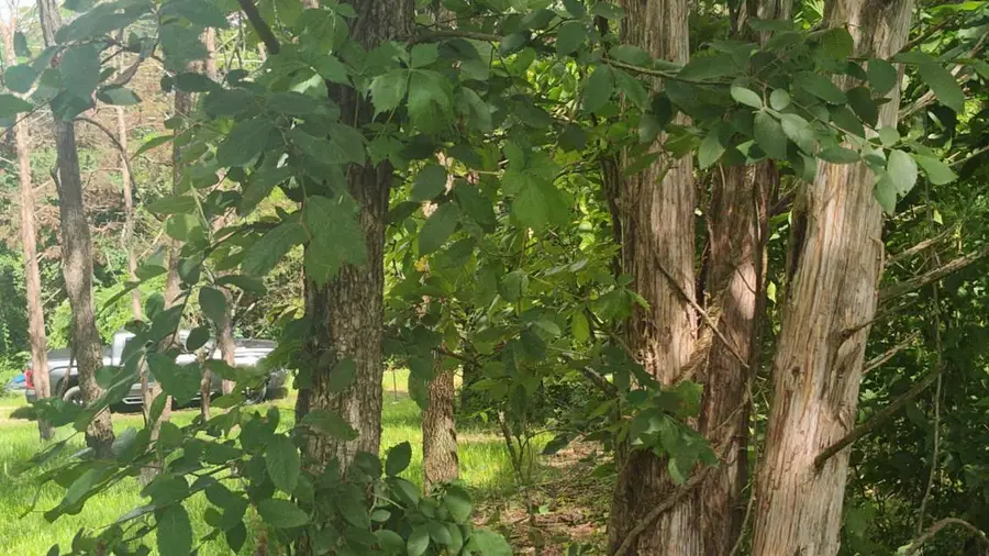 Lot142 143 Farm Road 1255, Shell Knob, MO 65747 - Image #2