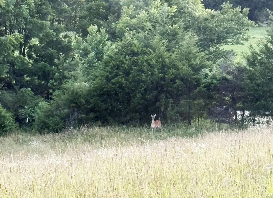 73 Gamble Road, Billings, MO 65610 - Image #3