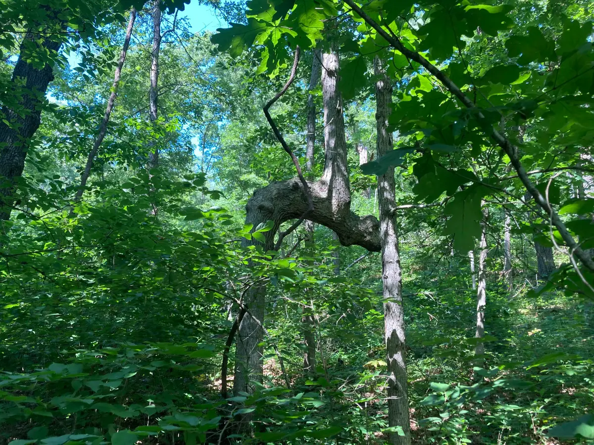 Tbd E Highway N, Stockton, MO 65785 - Image #1