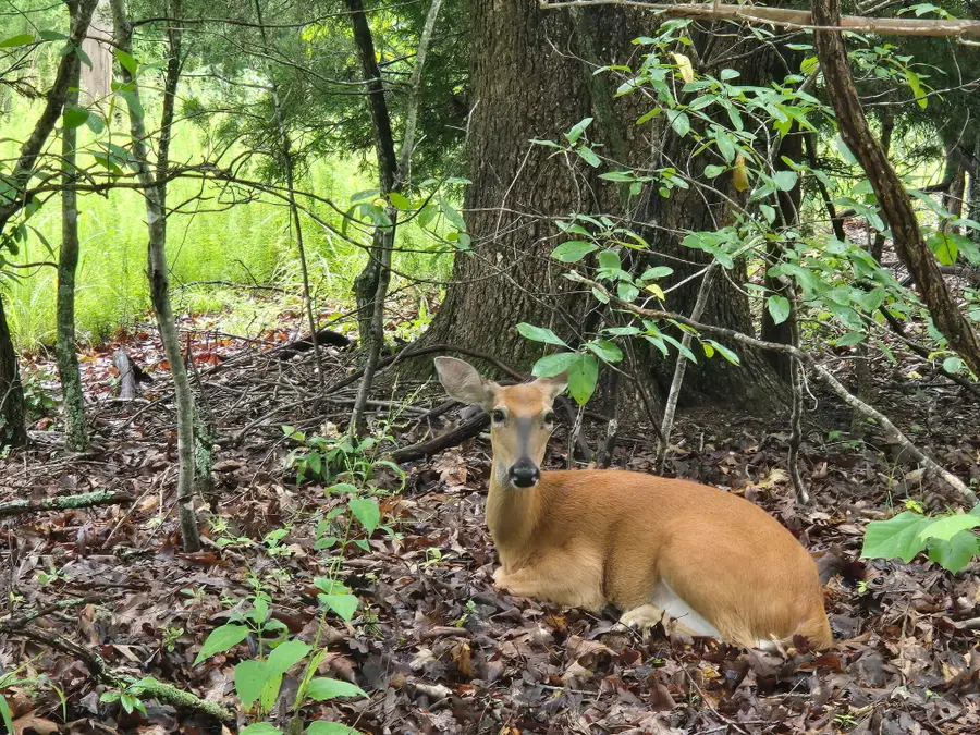 70 Lots, Camdenton, MO 65020 - Image #3