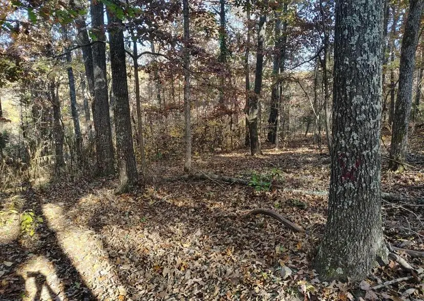 000 000 State Route Yy, Caulfield, MO 65626 - Image #1