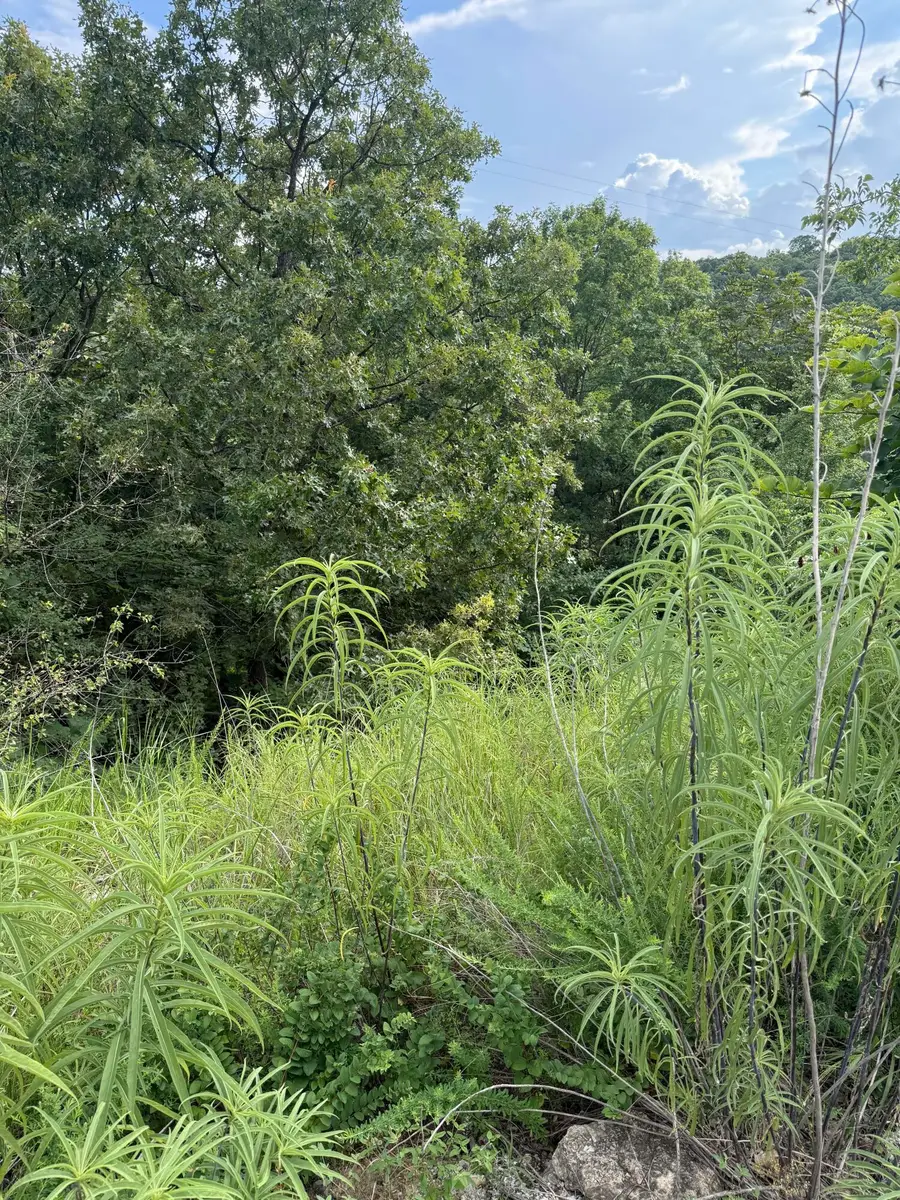 347 Lake Cove Circle, Hollister, MO 65672 - Image #2