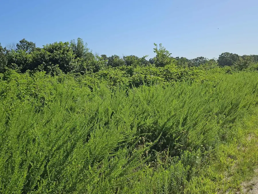 000 Tiki Trail Lots 3 & 4, Gainesville, MO 65655 - Image #3