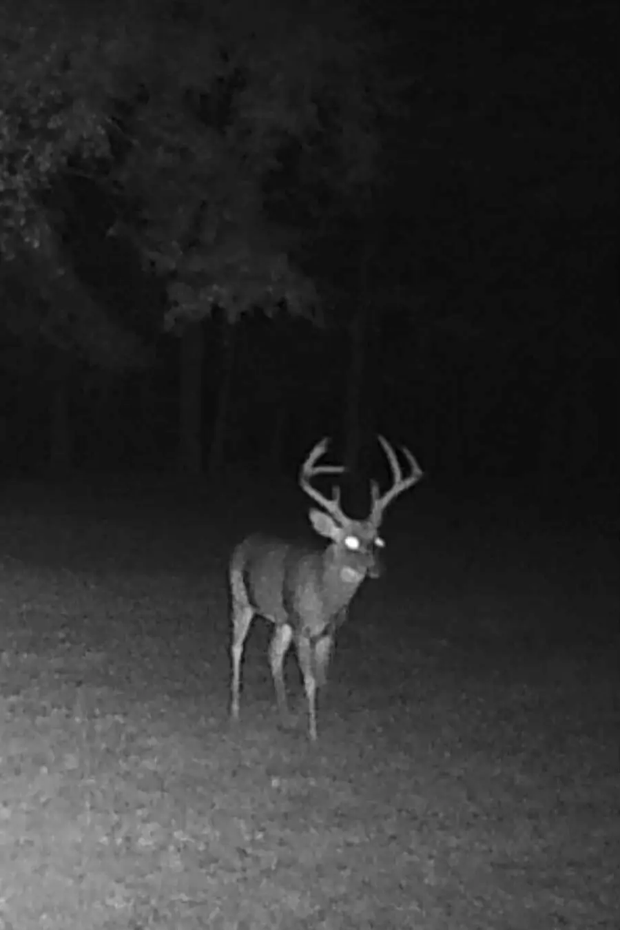 1101 Lake Bluff Drive, Branson West, MO 65737 - Image #3