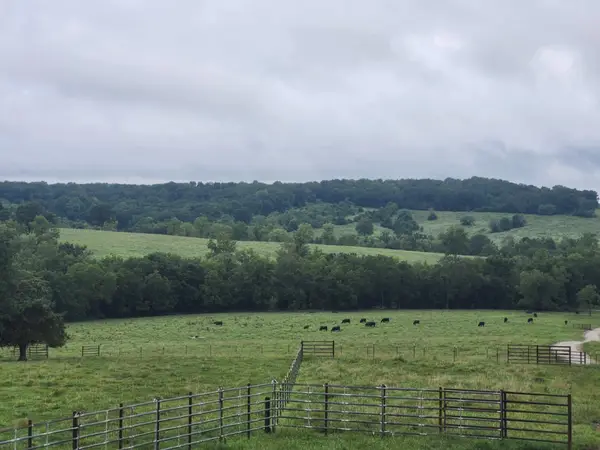 9551 Highway Ff, Mountain Grove, MO 65711