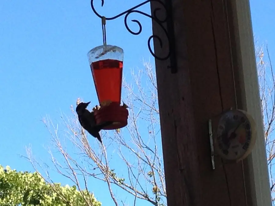 220 Harmony Lane, Branson, MO 65616 - #2