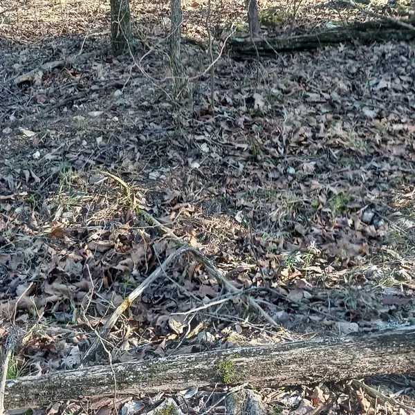 # 20,21,23 Brentwood Drive, Theodosia, MO 65761