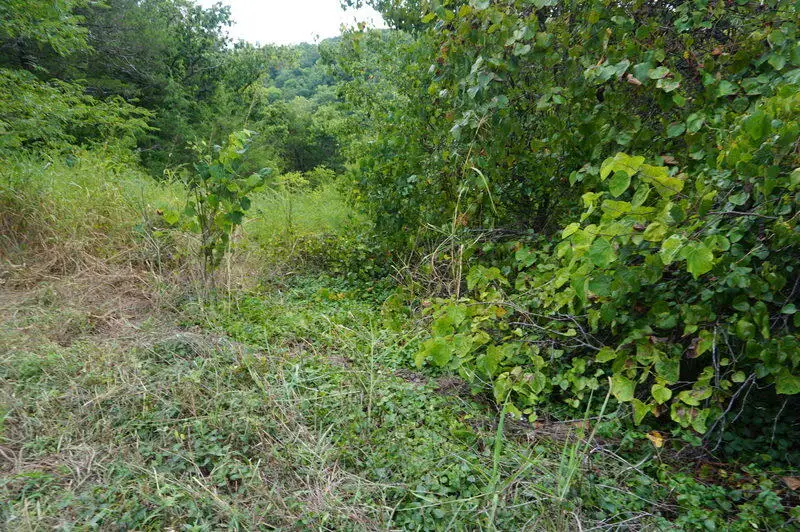 Lot 40 Cannon Ball Loop, Branson, MO 65616 - Image #1