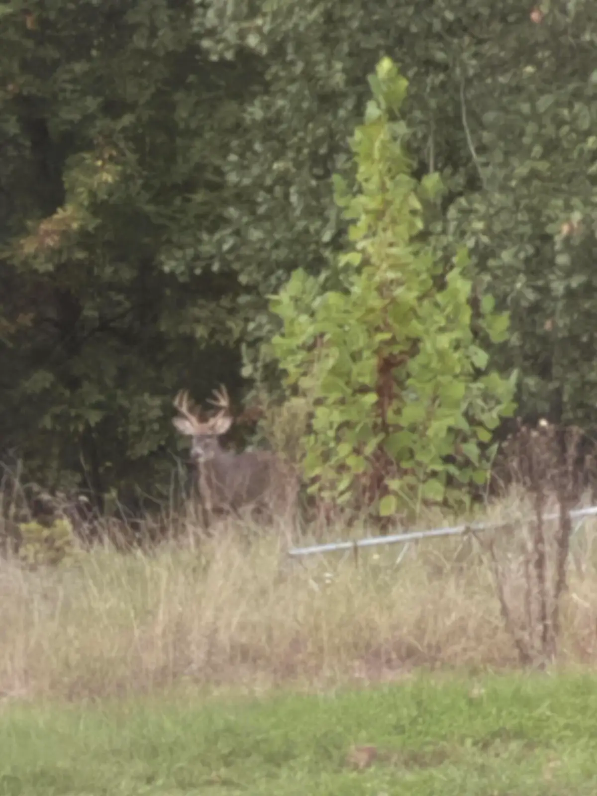 11 Wilderness Trail, Tunas, MO 65764 - Image #1