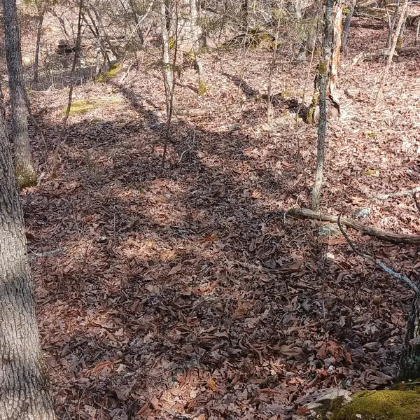 Blk3 Lot25 Elmwood Ave., Theodosia, MO 65761