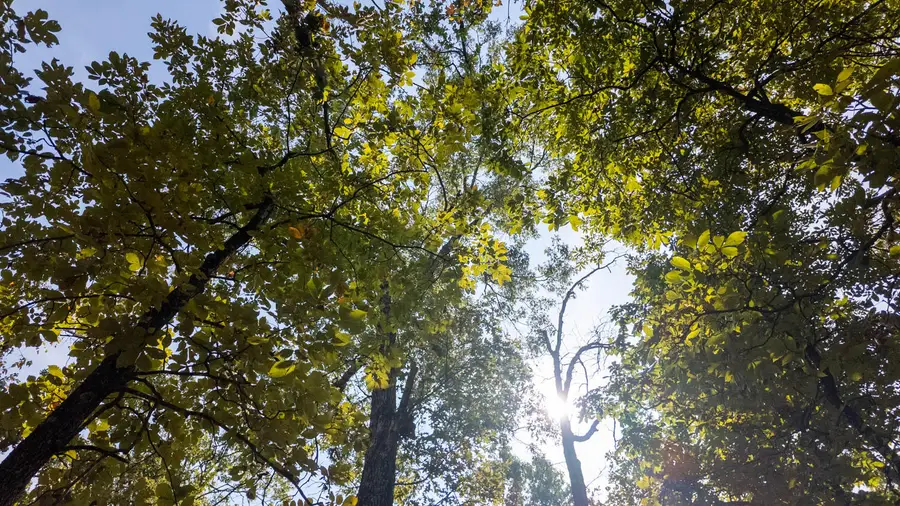 000 County Road 3540, Mountain View, MO 65548 - Image #3