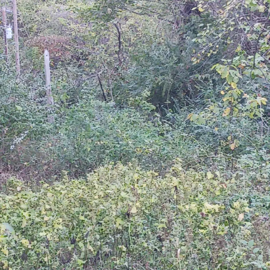 Lots 13,14 Martingale Dr., Theodosia, MO 65761 - Image #2