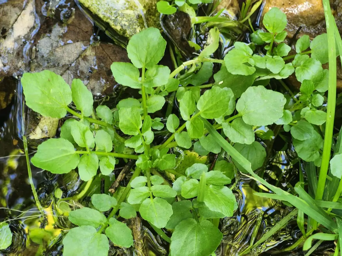 Tbd Bendavis Drive, Mountain Grove, MO 65711 - Image #1