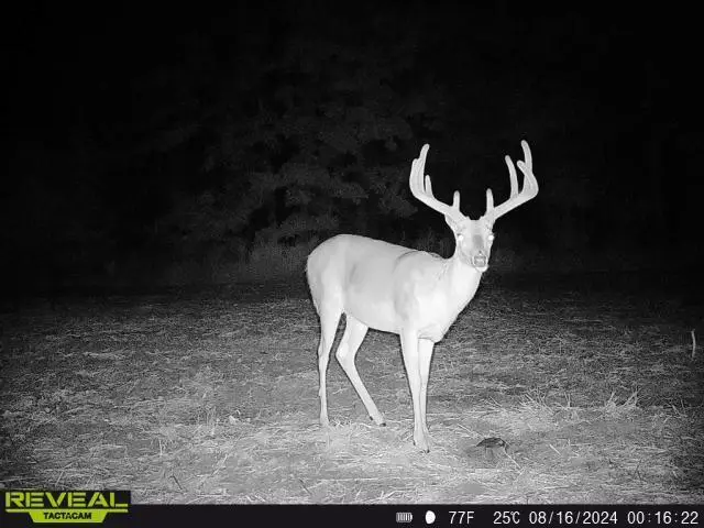 15183 County Road 399, Cross Timbers, MO 65634 - Image #3