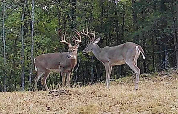 000 Mease Dr, Reeds Spring, MO 65737