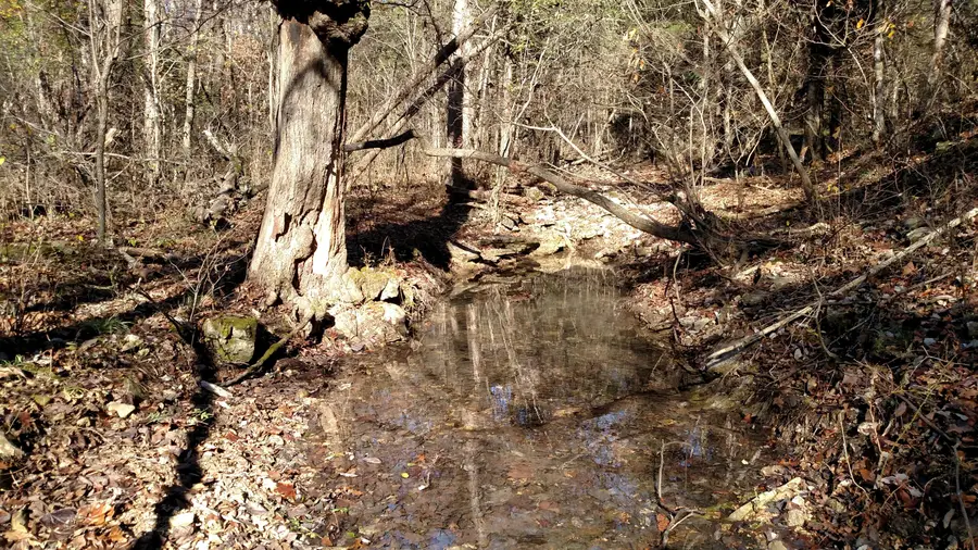 000 Buttermilk Spring Road, Galena, MO 65656 - Image #3