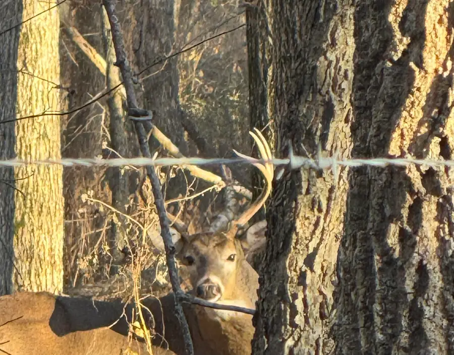 000 E 1320 Road, El Dorado Springs, MO 64744 - Image #2