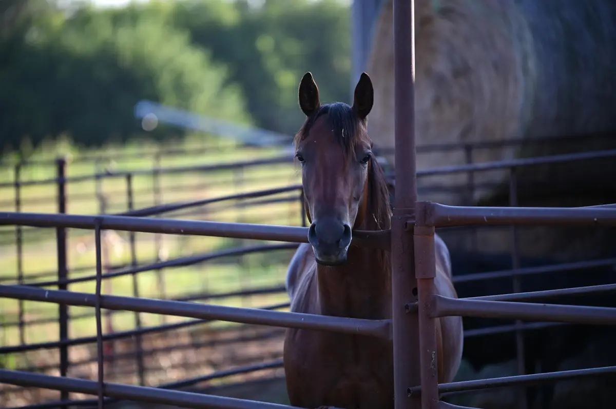 000 E Nn Highway, Milo, MO 64767 - Image #1