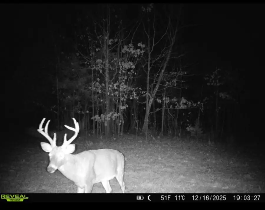 001 State Hwy O, Highlandville, MO 65669 - Image #3