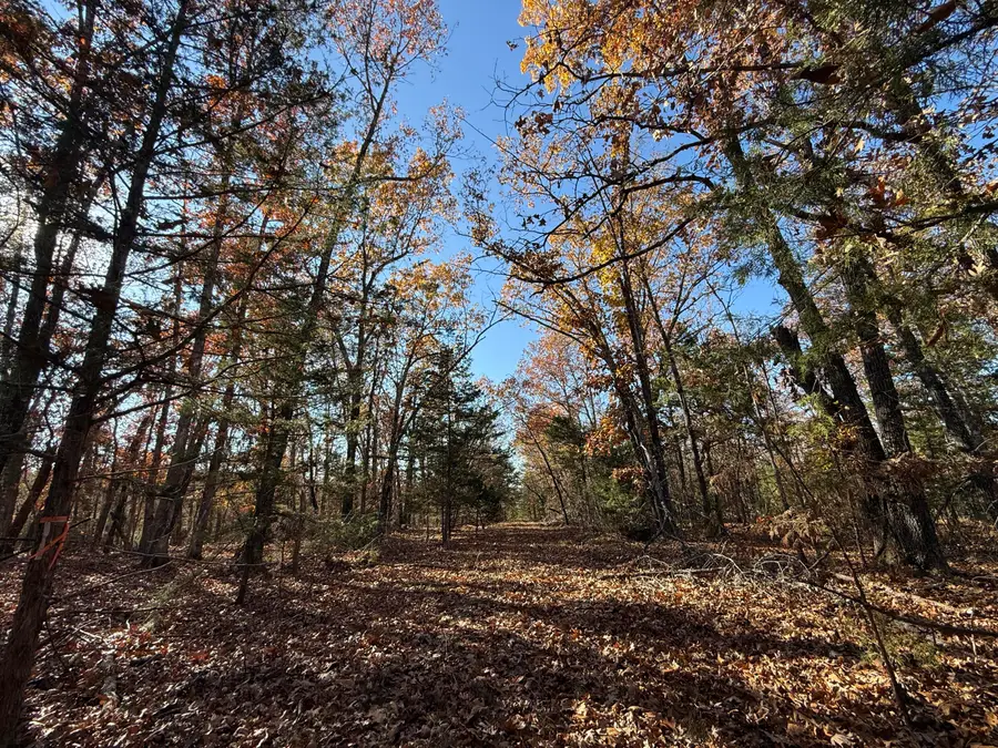 000 Forest Street, Theodosia, MO 65761 - Image #3