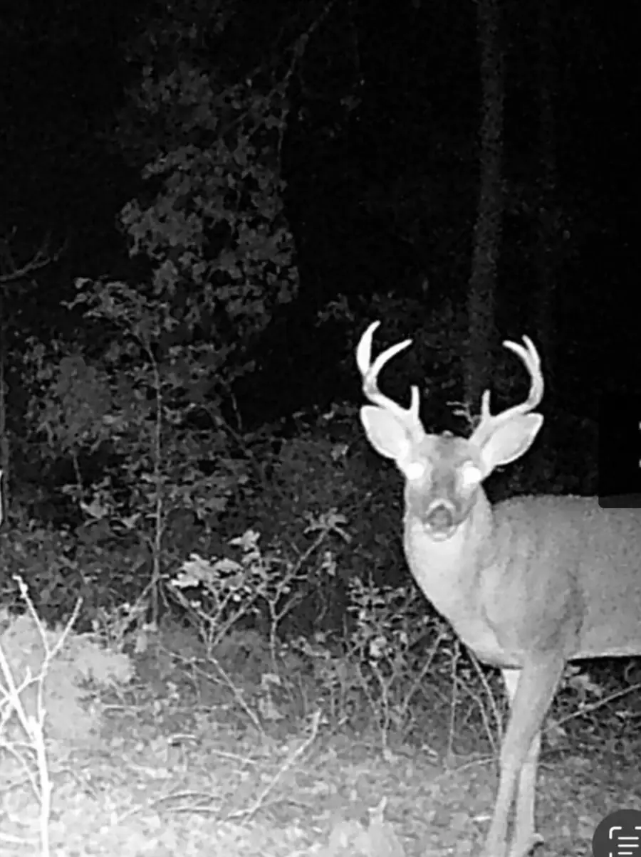 000 State Highway Pp, Galena, MO 65656 - Image #3