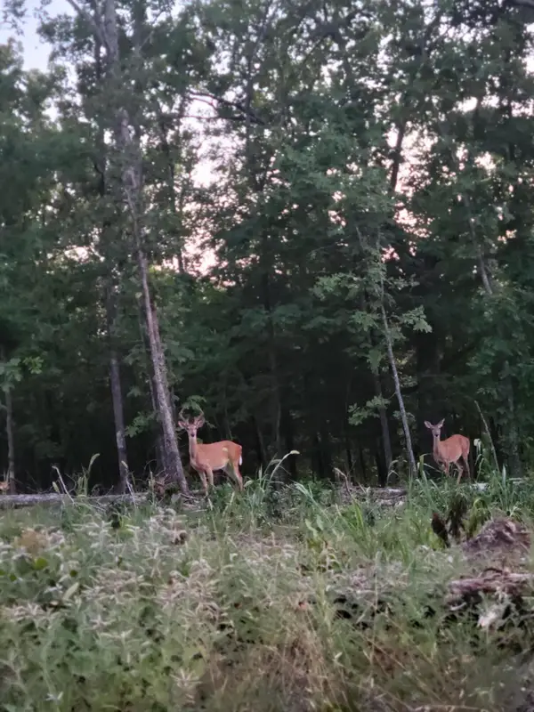 Tract 4 Private Drive 2336, Norwood, MO 65717