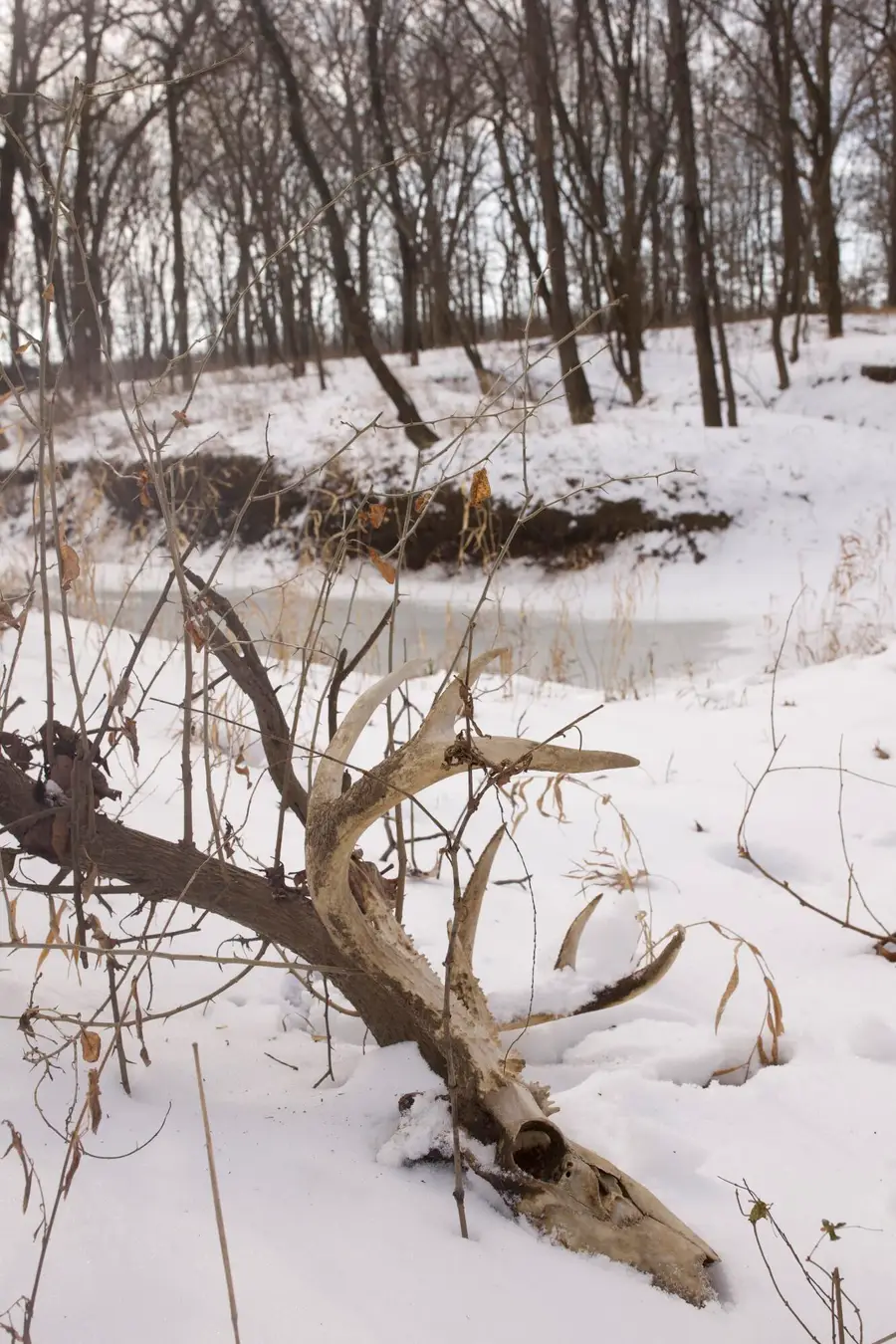 1191 SW 80th Road, Asbury, MO 64832 - Image #3