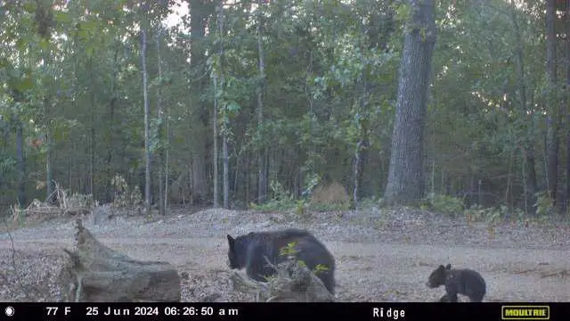 000 County Road 630, Gainesville, MO 65655 - #1