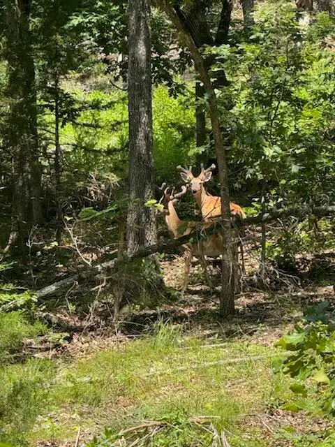 000 County Road 630 #Section B, Gainesville, MO 65655 - #3