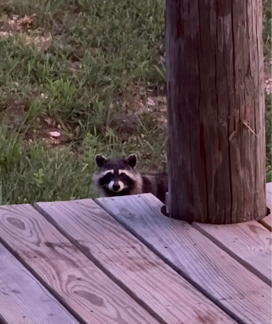 000 Rr 1 Box 222, Vanzant, MO 65768 - #2