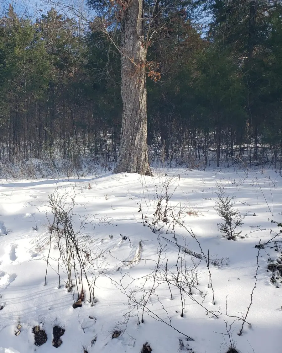 000 Lot 7 Beardsley Creek Drive, Blue Eye, MO 65611 - Image #2