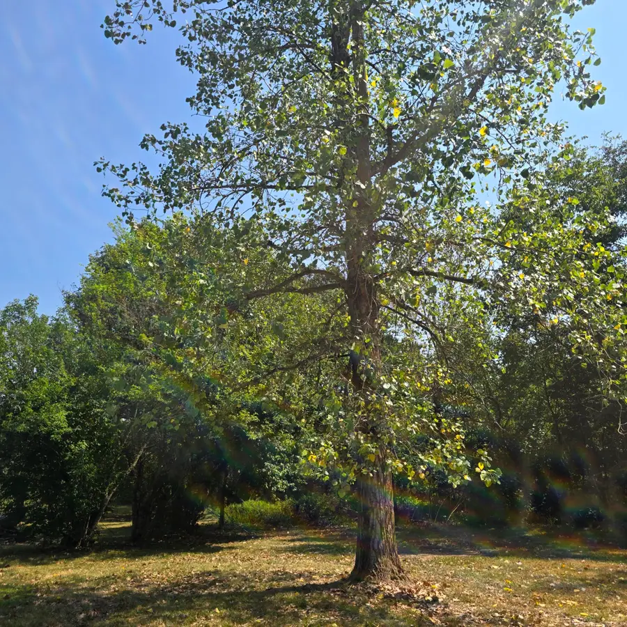 6348 Lawrence 1207, Ash Grove, MO 65604 - #3