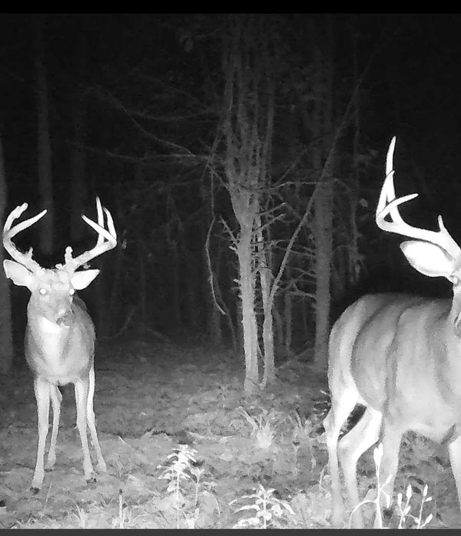 10648 Sydney Lane, Birch Tree, MO 65438 - #3