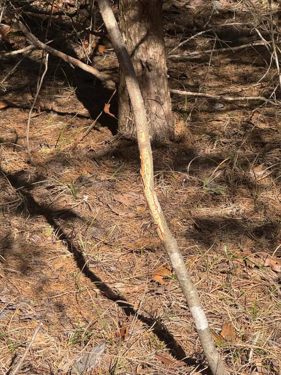 000 Dade 131, Arcola, MO 65603 - #3