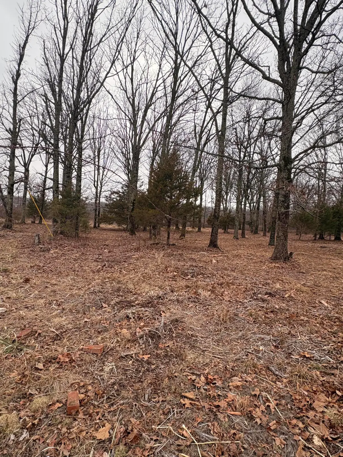 000 Chicory Road #Tract 5, Rogersville, MO 65742 - #1