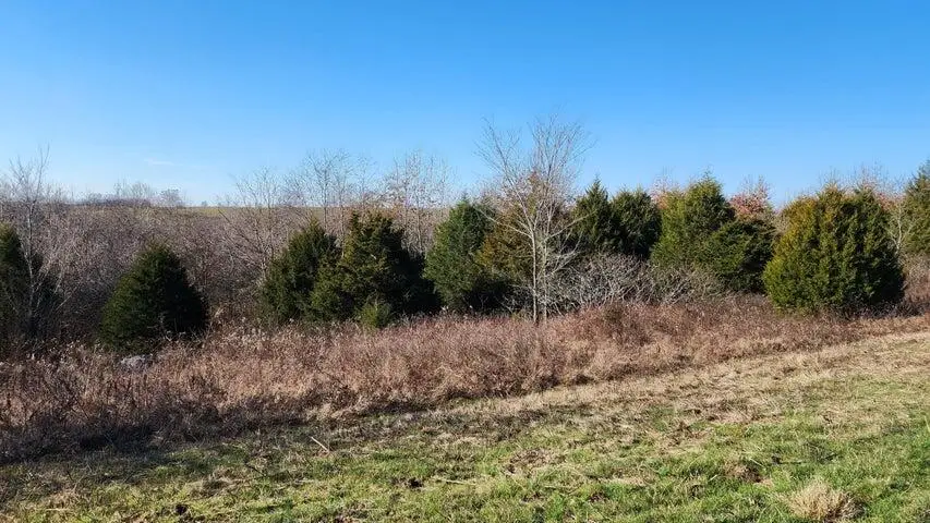 Tbd Highway 63, Thayer, MO 65791 - #3