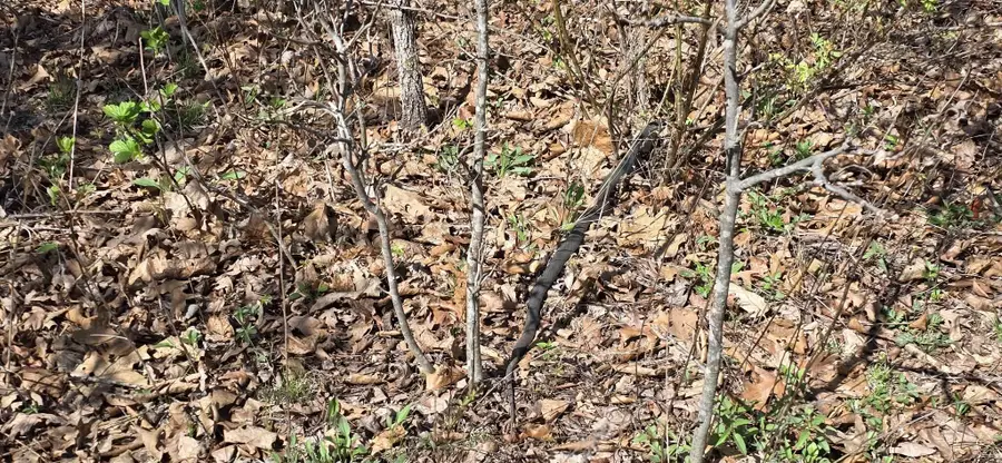 000 Timber Road, Tunas, MO 65764 - #3