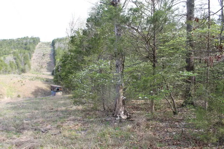 000 County Road 831, Gainesville, MO 65655 - #1