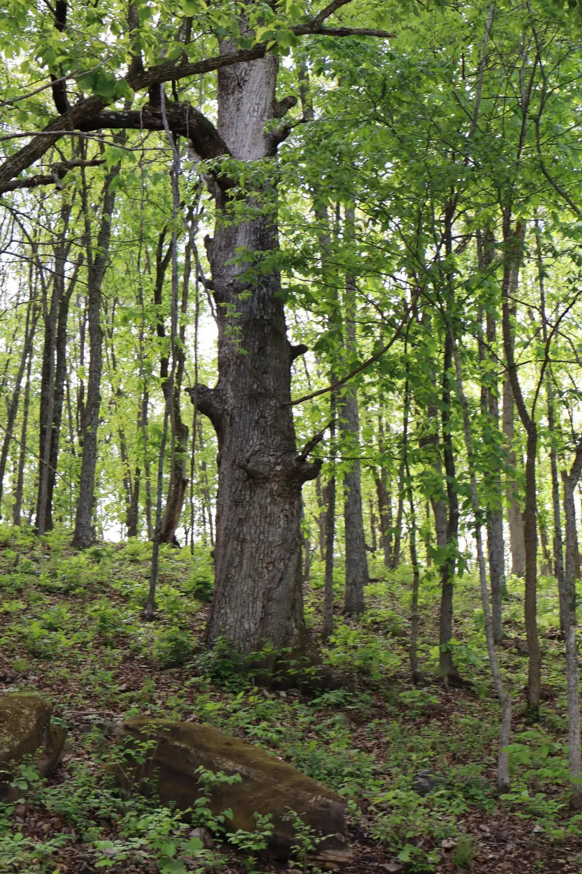 Tract 3 W Farm Road 36, Willard, MO 65781 - #1