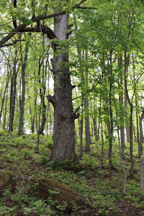 Tract 3 W Farm Road 36, Willard, MO 65781