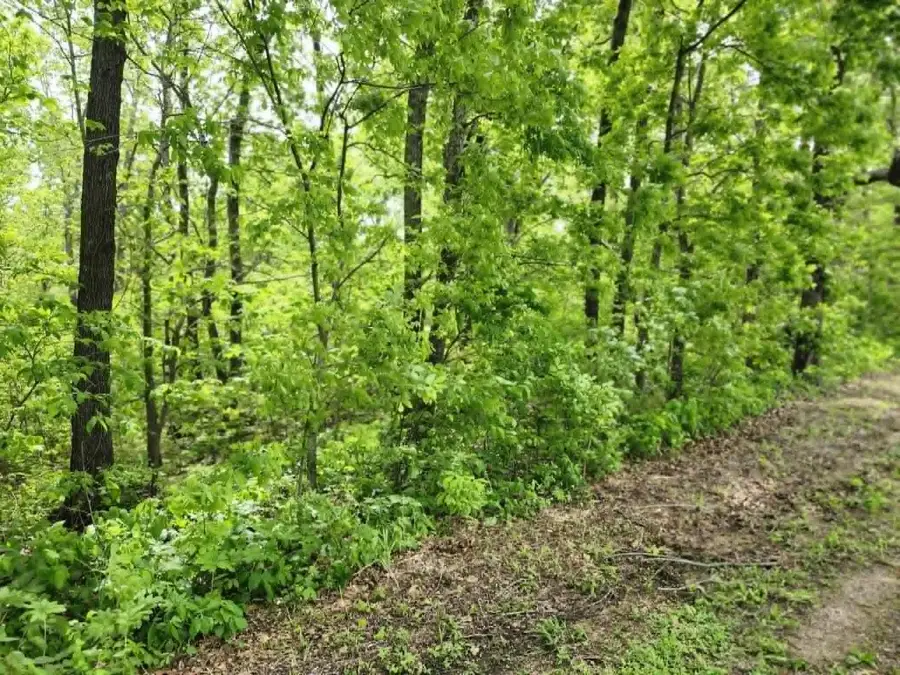 00 Thomas Road, Norwood, MO 65717 - #3