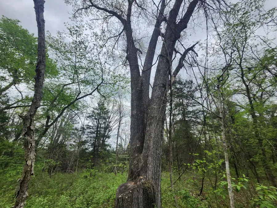 000 County Road 250-163, Drury, MO 65638 - #3