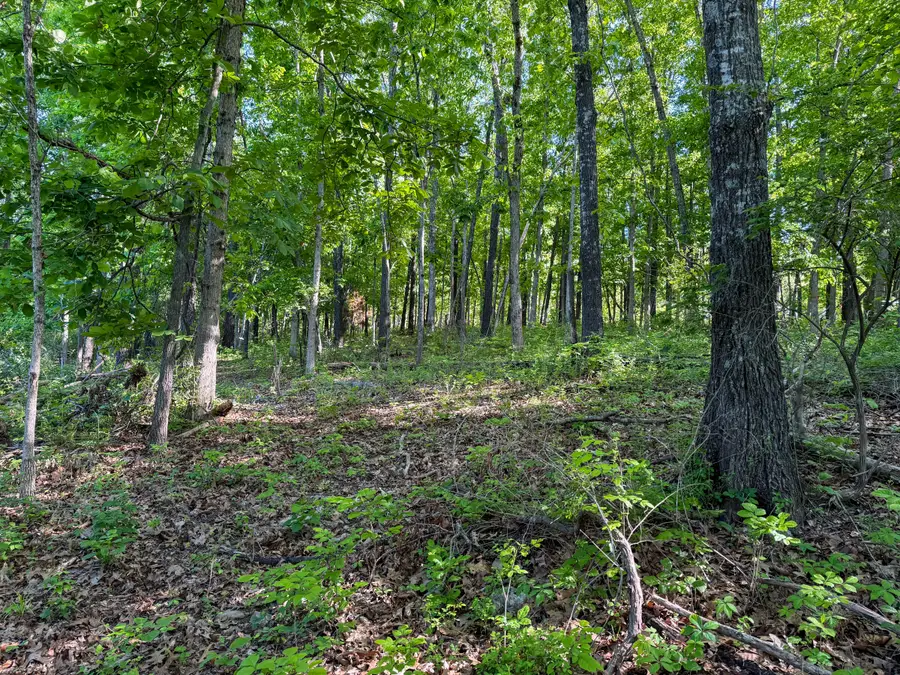 3293 Highway 5, Mansfield, MO 65704 - #3