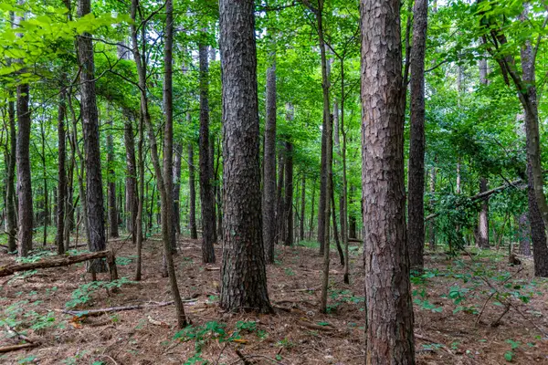 000 County Road 1990, Willow Springs, MO 65793