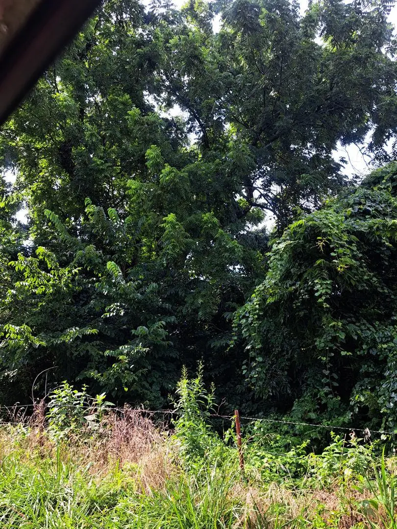 000 Reindeer Road, Granby, MO 64844 - #2