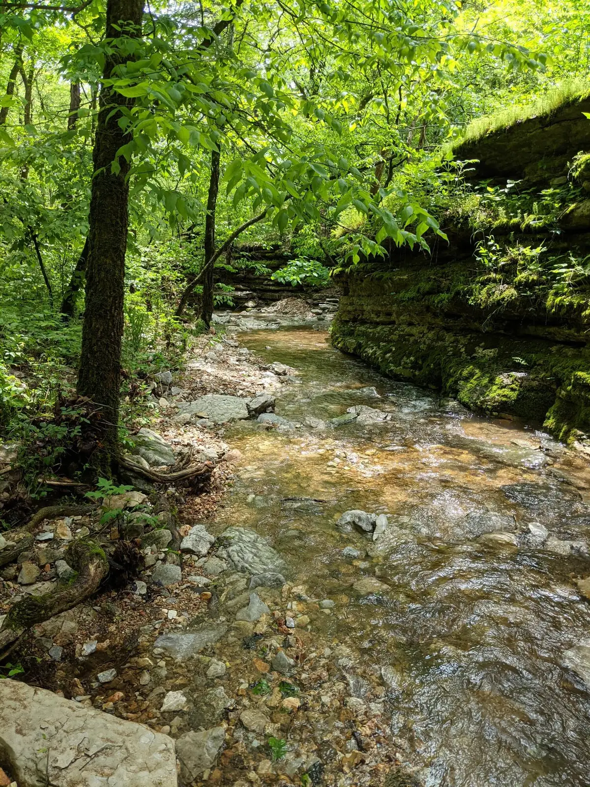 000 Coyote Ridge Road, Cassville, MO 65625 - #1