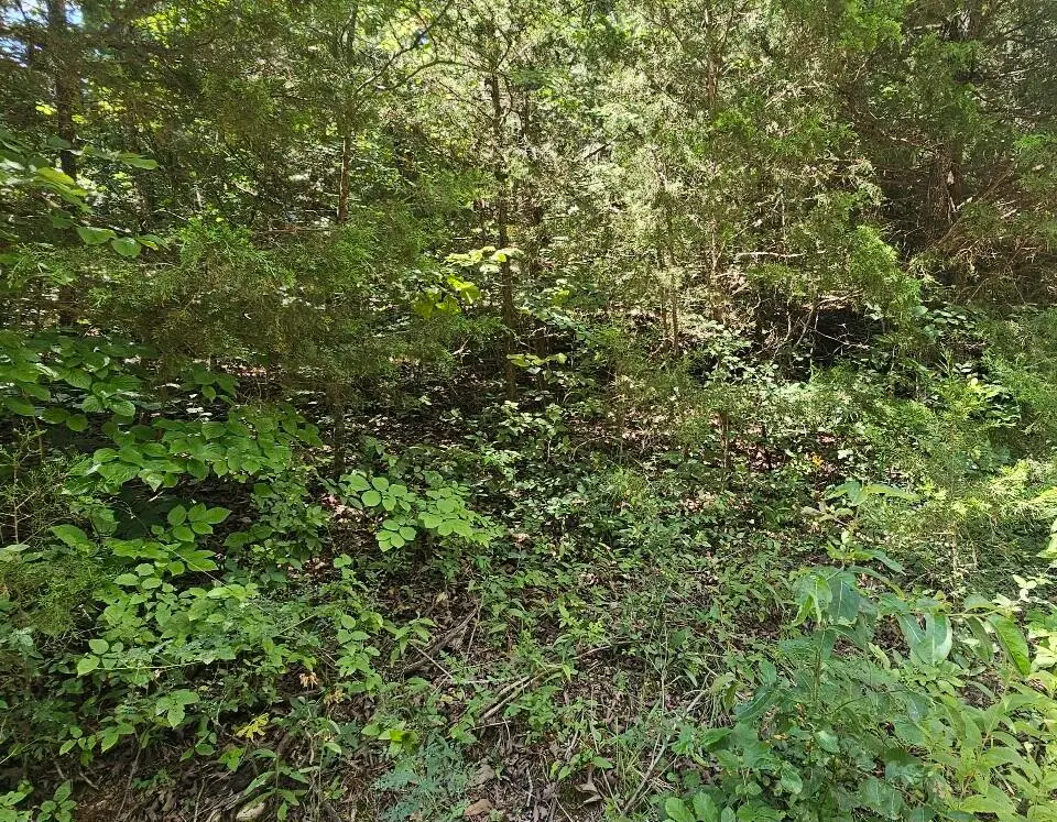 000 Co Rd 172, Tecumseh, MO 65760 - #1