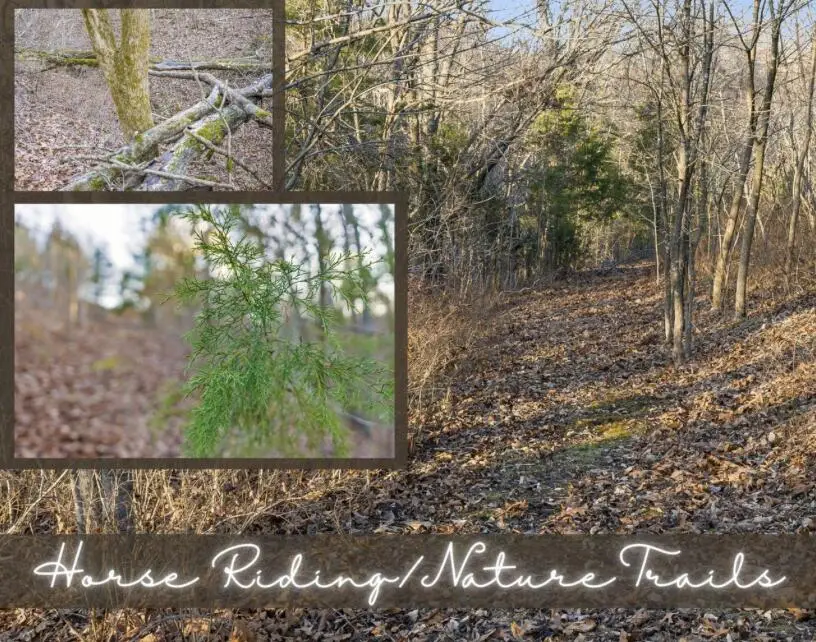 893 Hidden Springs Lane, Reeds Spring, MO 65737 - #3