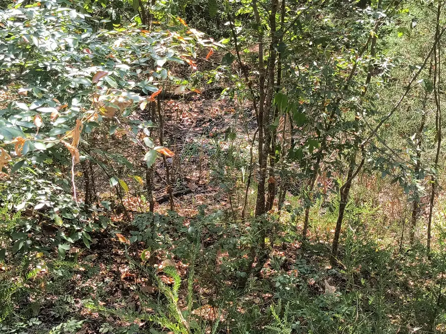 000 California Lane, Theodosia, MO 65761 - #3
