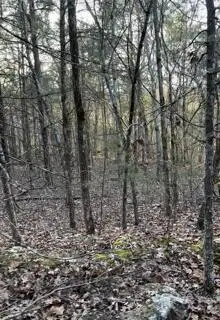 14 & 15 Treasure Point, Lampe, MO 65681 - #3